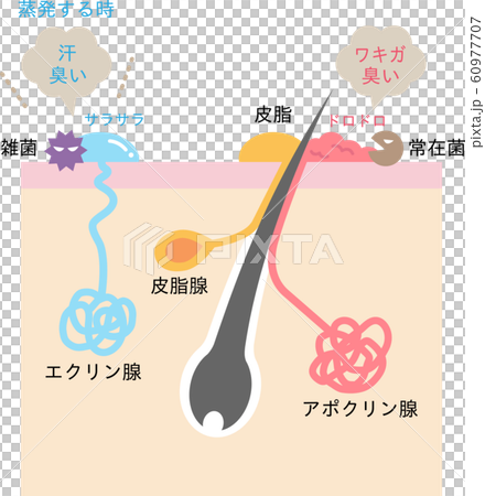 汗腺のしくみと肌の断面図 60977707