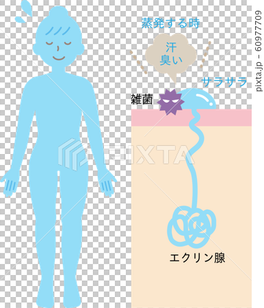 エクリン汗腺のしくみと分布　肌の断面図 60977709