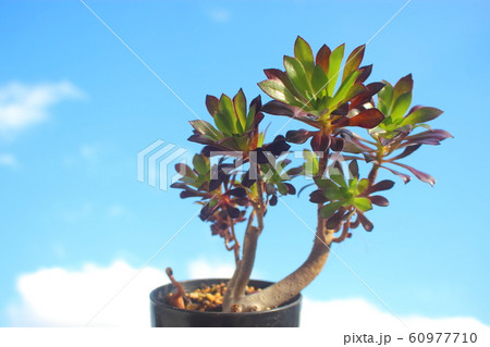 多肉植物　カシミアバイオレット 60977710