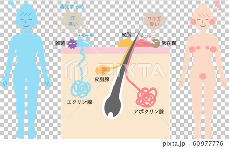 Structure and distribution of sweat glands-cross-sectional view of skin 60977776
