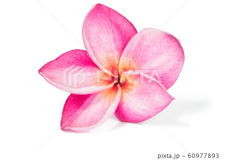 Single Pink frangipani flower or plumeria on white 60977893