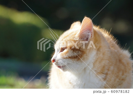 赤穂御崎　野良猫ちゃん 60978182