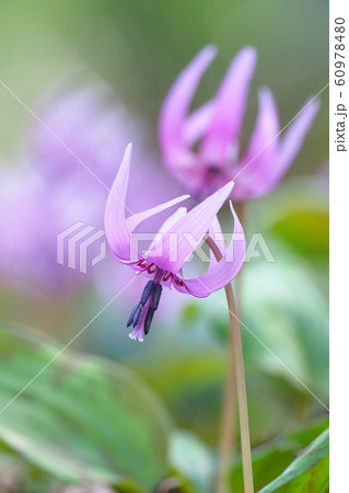 カタクリの花 60978480