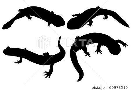 動物シルエット両生・ハ虫類サンショウウオ 60978519