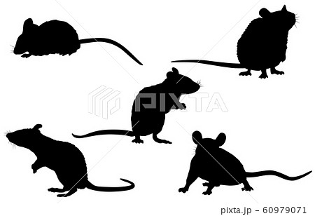 動物シルエット野生ネズミのイラスト素材