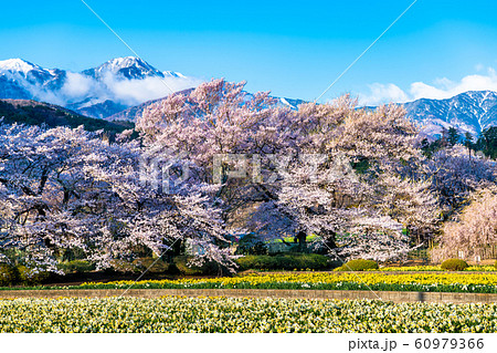 山梨県北杜市 実相寺 南アルプスを背景に見る桜と花畑 山梨県北杜市 実相寺 南アルプスを背景に見る桜と花畑 60979366