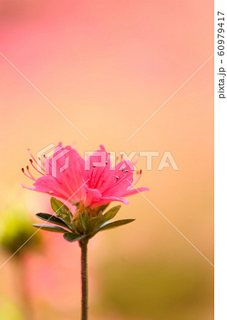 シャクナゲ シャクナゲ 60979417