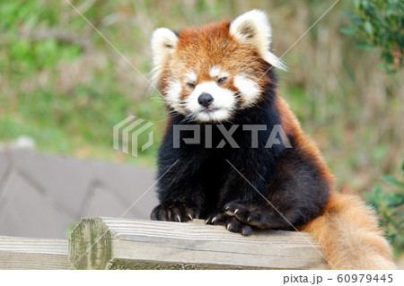 レッサーパンダ 60979445