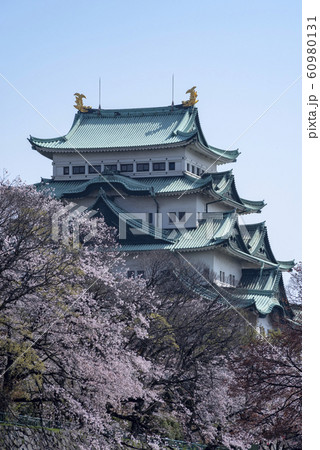 春の名古屋城 春の名古屋城 60980131