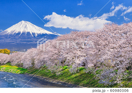 静岡_龍巌淵の桜と富士山 静岡_龍巌淵の桜と富士山 60980306