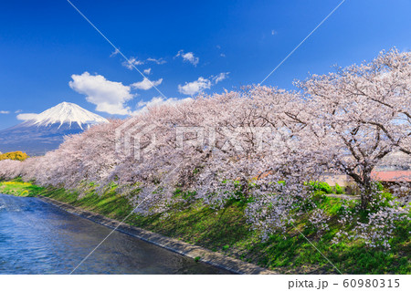 静岡_龍巌淵の桜と富士山 60980315