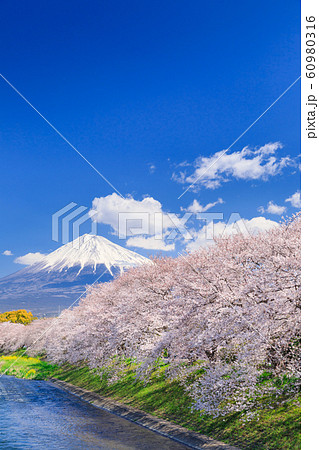 静岡_龍巌淵の桜と富士山 60980316