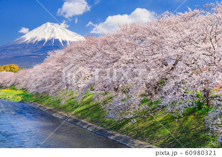 静岡_龍巌淵の桜と富士山 静岡_龍巌淵の桜と富士山 60980321