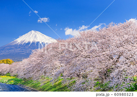 静岡_龍巌淵の桜と富士山 60980323
