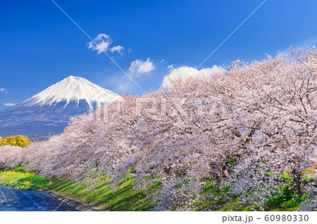 静岡_龍巌淵の桜と富士山 静岡_龍巌淵の桜と富士山 60980330