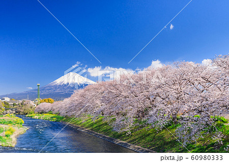 静岡_龍巌淵の桜と富士山 60980333