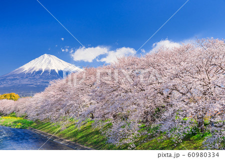 静岡_龍巌淵の桜と富士山 静岡_龍巌淵の桜と富士山 60980334