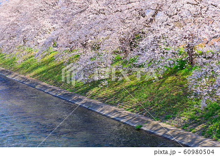 静岡_龍巌淵の桜と富士山 60980504