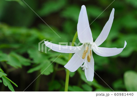 シロバナカタクリの花 60981440
