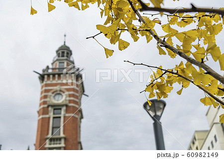 【紅葉 いちょう 横浜】 【紅葉 いちょう 横浜】 60982149