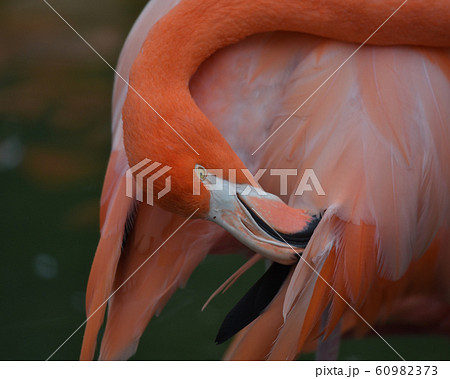 美しい羽の手入れをしているフラミンゴ 60982373
