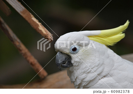 を向いて止まっているアオメキバタンのアップ 60982378