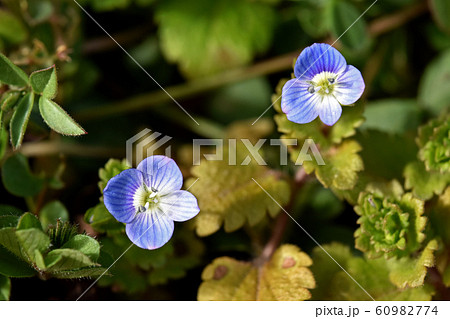 オオイヌノフグリ（ 大犬の陰嚢） 60982774