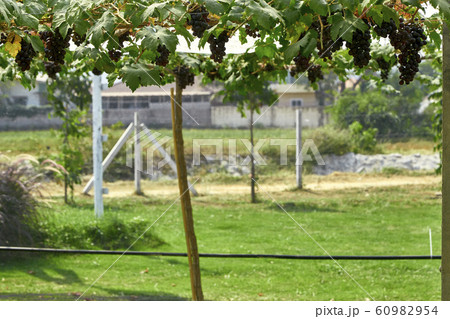 Nature background Outdoor vineyards at sunset 60982954