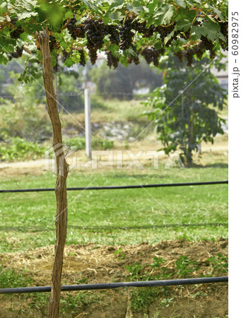 Nature background Outdoor vineyards at sunset Nature background Outdoor vineyards at sunset 60982975
