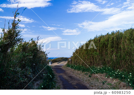 城ヶ島(冬) 城ヶ島(冬) 60983250