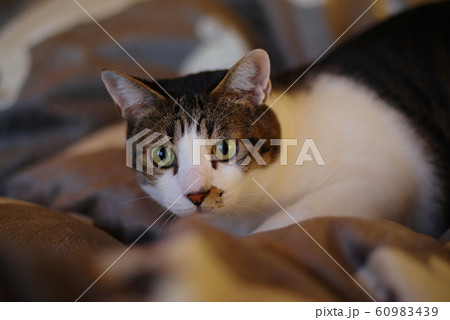 見つめる猫 60983439