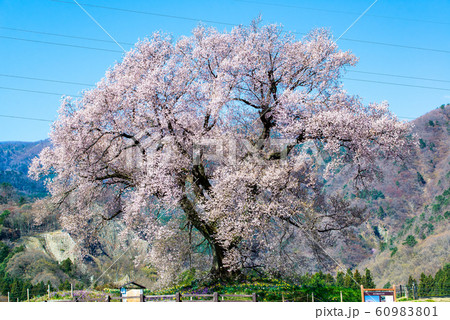山梨県韮崎市  わに塚の桜 60983801