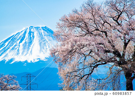 山梨県韮崎市  わに塚の桜と富士山 60983857