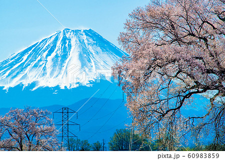 山梨県韮崎市 わに塚の桜と富士山 山梨県韮崎市 わに塚の桜と富士山 60983859