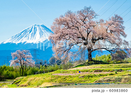 山梨県韮崎市 わに塚の桜と富士山 山梨県韮崎市 わに塚の桜と富士山 60983860