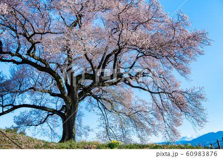 山梨県韮崎市 わに塚の桜と八ヶ岳 山梨県韮崎市 わに塚の桜と八ヶ岳 60983876