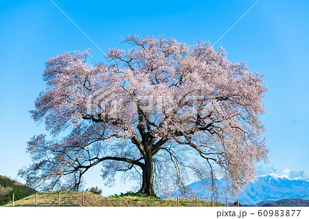 山梨県韮崎市 わに塚の桜と八ヶ岳 山梨県韮崎市 わに塚の桜と八ヶ岳 60983877