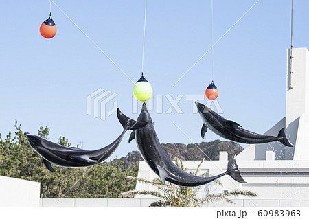 鴨川シーワールド　イルカ 60983963