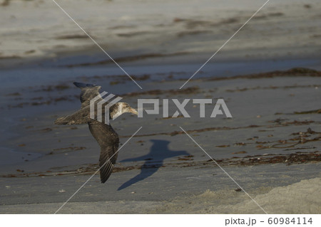 Southern Giant Petrel (Macronectes giganteus) Southern Giant Petrel (Macronectes giganteus) 60984114