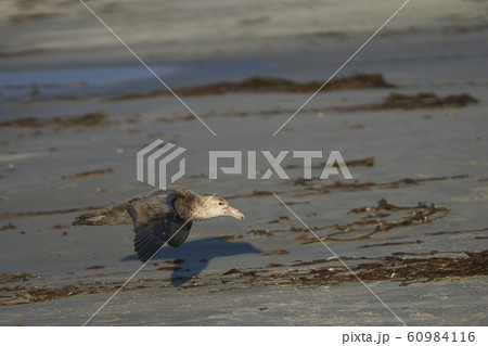 Southern Giant Petrel (Macronectes giganteus) Southern Giant Petrel (Macronectes giganteus) 60984116