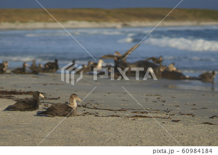 Southern Giant Petrel (Macronectes giganteus) Southern Giant Petrel (Macronectes giganteus) 60984184