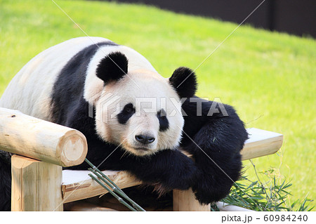 笹の葉を食べるジャイアントパンダの写真素材 笹の葉を食べるジャイアントパンダの写真素材