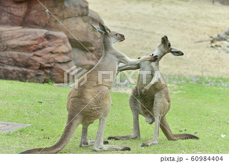 ケンカをするカンガルーの写真素材