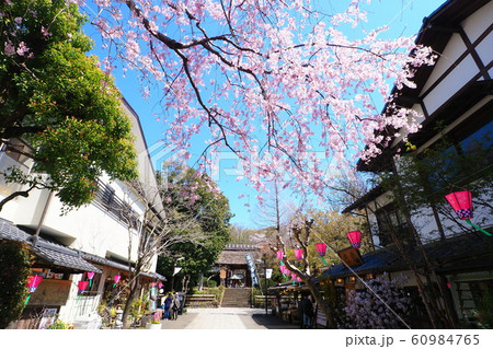 深大寺の参道と桜の花 深大寺の参道と桜の花 60984765