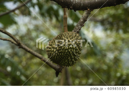 Durian - king of tropical fruit, on a tree branch in the orchard. Fresh durian on a tree in gardening system. Durian plantation. Durian can grow in suitable conditions. Special and useful plant. Durian - king of tropical fruit, on a tree branch in the orchard. Fresh durian on a tree in gardening system. Durian plantation. Durian can grow in suitable conditions. Special and useful plant. 60985030