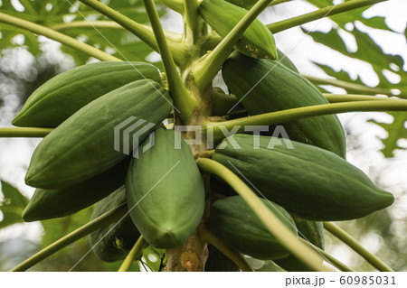 Fresh papaya tree with bunch of fruits. Papaya tree and bunch of fruits. Green papaya fruit on the tree. Agriculture fruits in organic farm on morning light. Agricultural background. Fresh papaya tree with bunch of fruits. Papaya tree and bunch of fruits. Green papaya fruit on the tree. Agriculture fruits in organic farm on morning light. Agricultural background. 60985031