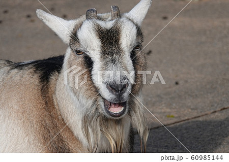 変顔かな？？ 60985144