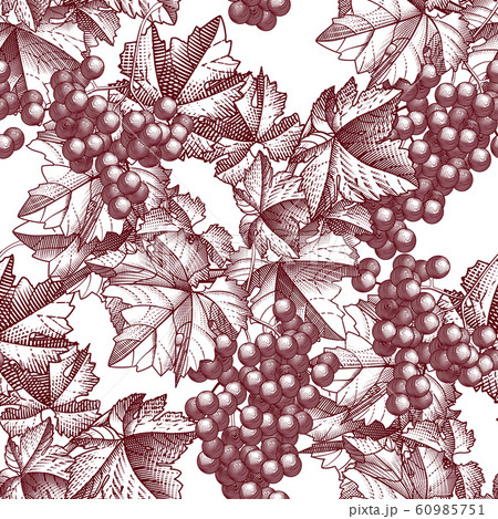 Grapes background. Vector illustration 60985751