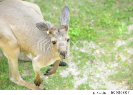 カンガルー 60986307