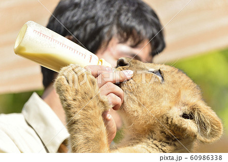 ライオンの赤ちゃんにミルクを飲ませる動物園の飼育員 60986338